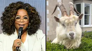 Oprah Winfrey donated $10million to coronavirus relief efforts and goats took over Wales.