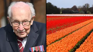 Captain Tom Moore raised £18million for the NHS, and Keukenhof flower garden is giving out virtual tours.