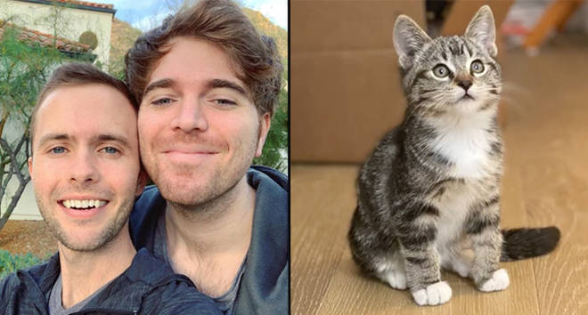 Shane Dawson and Ryland Adams left heartbroken over sudden death of cat Mario