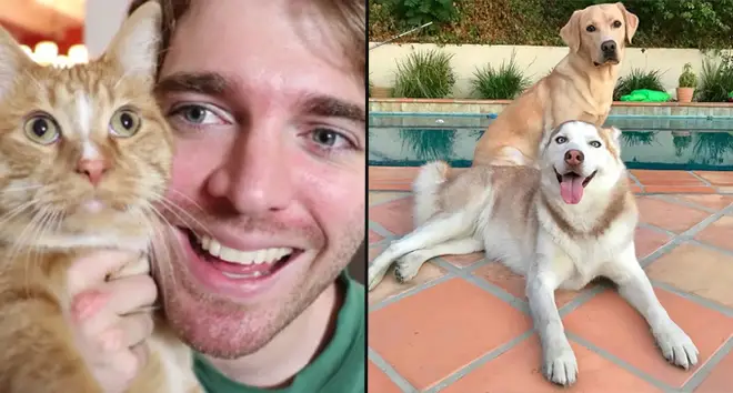 How many pets does Shane Dawson have?