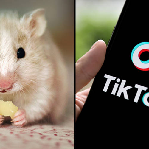 Tiktok Hamster Cult Hamster Profile Pics Explained Popbuzz