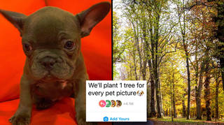 The 'we will plant a tree for every pet picture' Instagram trend explained