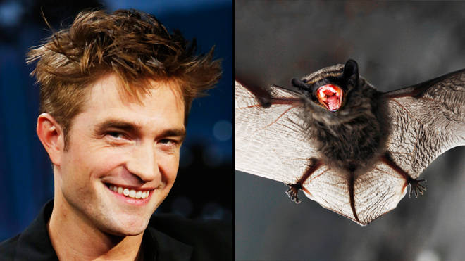 Robert Pattinson says he watched actual bats fighting to prepare for The Batman