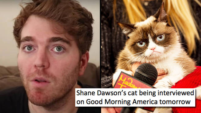 Shane Dawson's cat controversy has inspired the most savage memes.