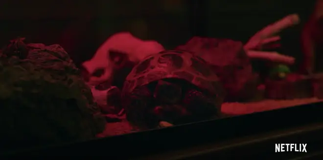 Dustin's turtle Yertle returns in Stranger Things 3