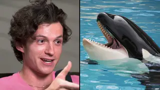 Tom Holland reveals unbelievable story about swimming with killer whales in the open sea