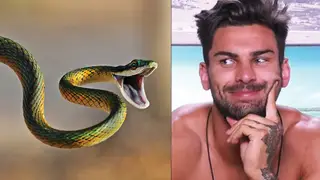 Love Island Snakes asset